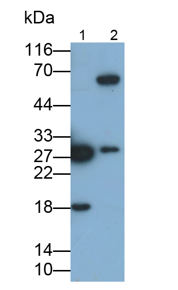 Polyclonal Antibody to Proteasome Subunit Alpha Type 5 (PSMa5)