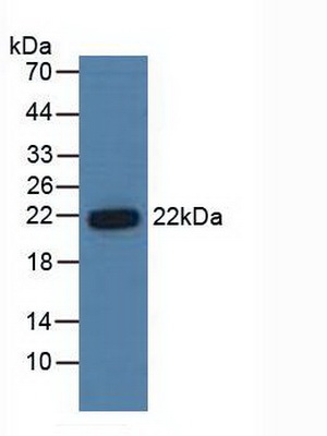 Polyclonal Antibody to Proteasome Subunit Beta Type 6 (PSMb6)