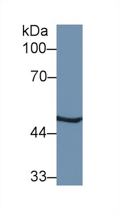 Polyclonal Antibody to Proteasome 26S Subunit, ATPase 2 (PSMC2)