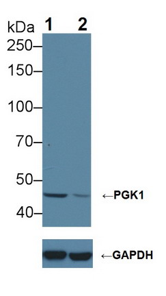 Polyclonal Antibody to Phosphoglycerate Kinase 1 (PGK1)