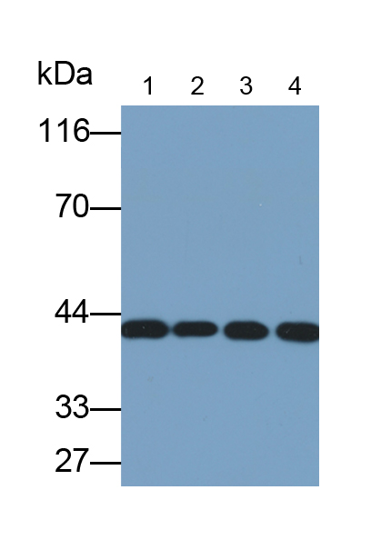 Polyclonal Antibody to Phosphoglycerate Kinase 1 (PGK1)