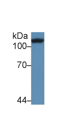 Polyclonal Antibody to Corin (CRN)