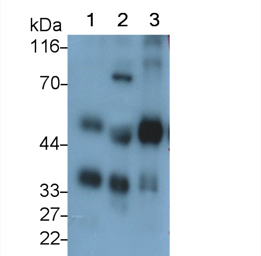 Polyclonal Antibody to Channel Activating Protease 1 (CAP1)