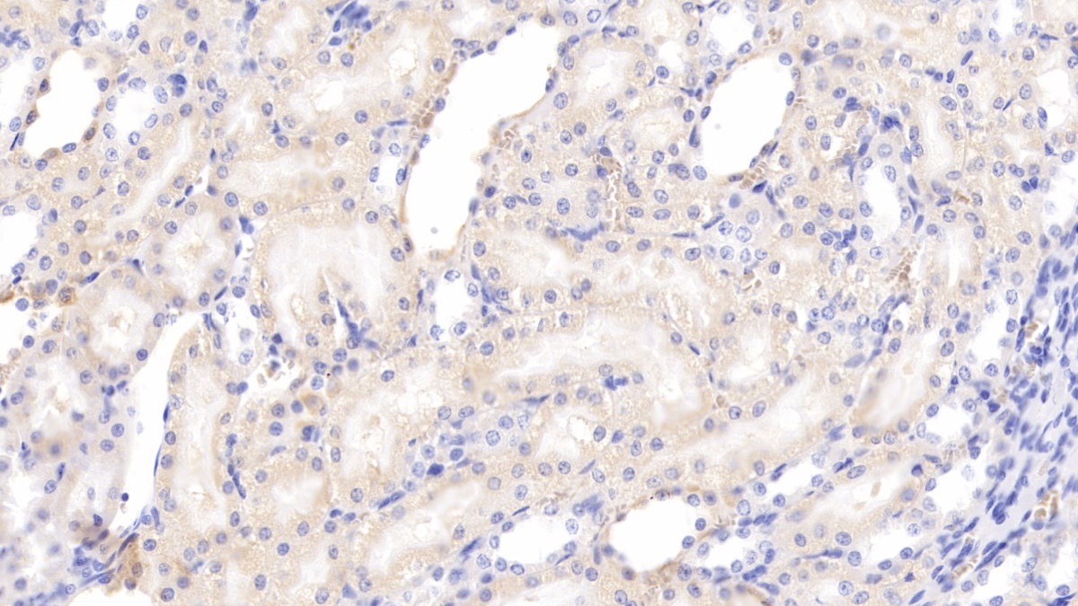 Polyclonal Antibody to Channel Activating Protease 1 (CAP1)