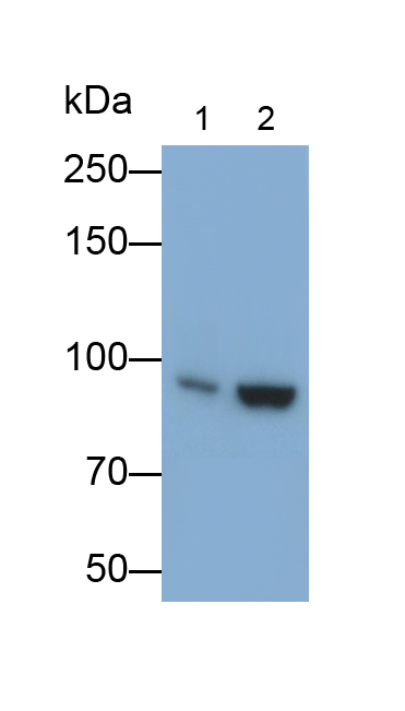 Polyclonal Antibody to Enterokinase (ENTK)