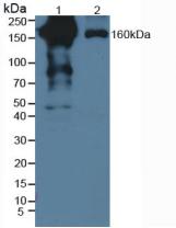 Polyclonal Antibody to Pregnancy Zone Protein (PZP)