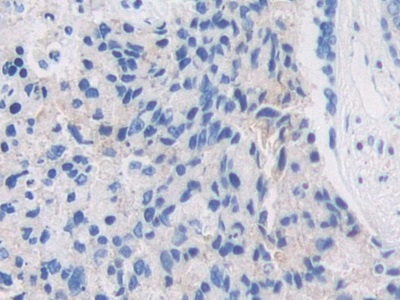 Polyclonal Antibody to Pregnancy Zone Protein (PZP)