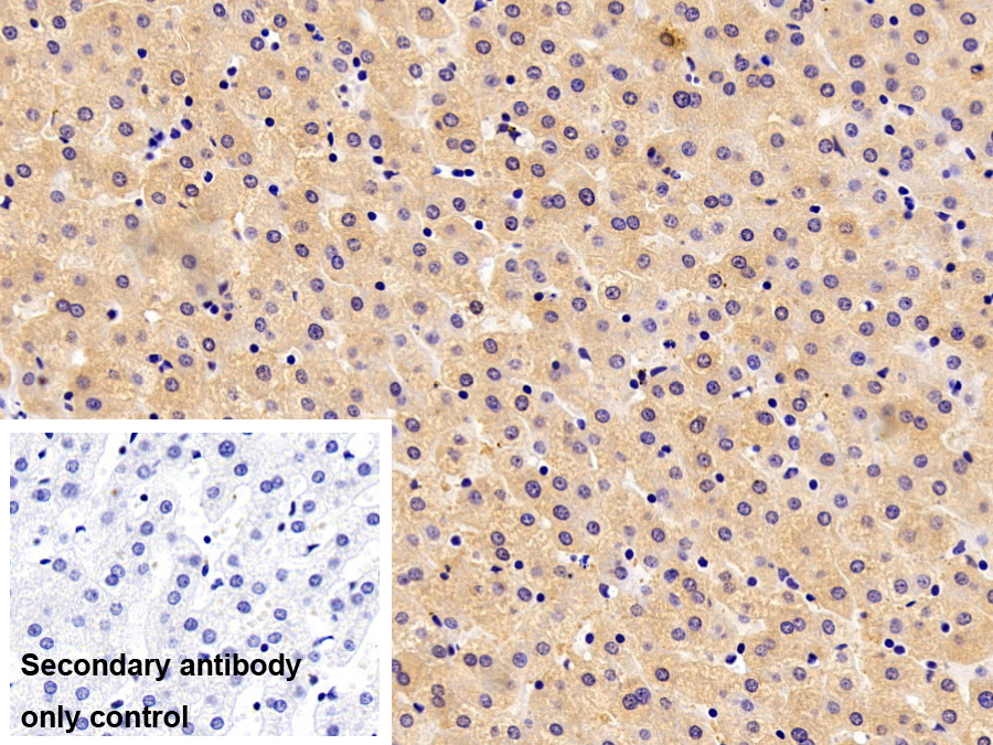 Polyclonal Antibody to Pregnancy Zone Protein (PZP)