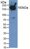 Polyclonal Antibody to Pregnancy Zone Protein (PZP)