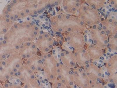 Polyclonal Antibody to Pregnancy Zone Protein (PZP)