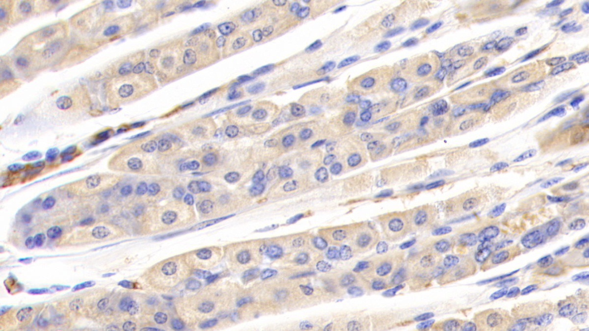 Polyclonal Antibody to Pregnancy Zone Protein (PZP)