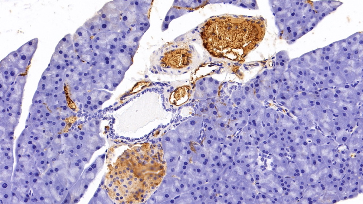 Polyclonal Antibody to Pregnancy Zone Protein (PZP)