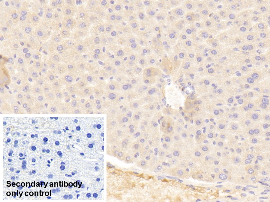 Polyclonal Antibody to Pregnancy Zone Protein (PZP)