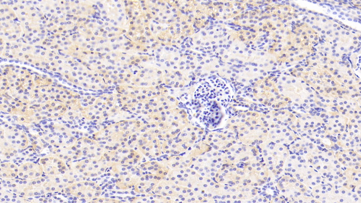 Polyclonal Antibody to Selenium Binding Protein 1 (SELENBP1)