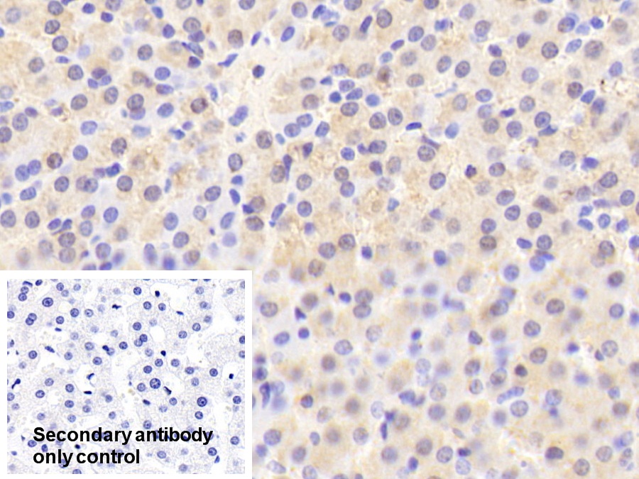 Polyclonal Antibody to Selenium Binding Protein 1 (SELENBP1)