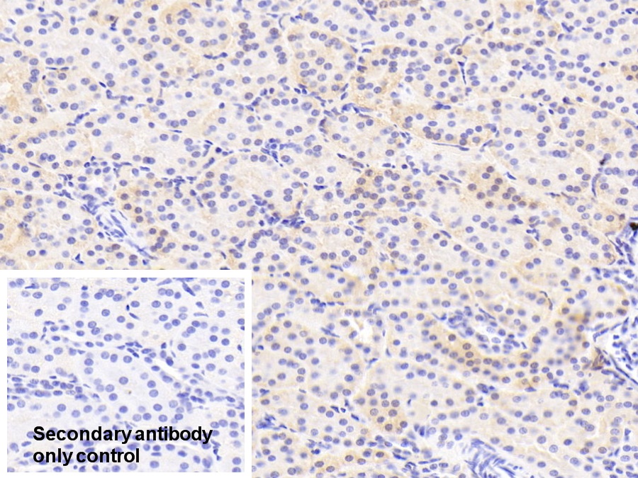 Polyclonal Antibody to Selenium Binding Protein 1 (SELENBP1)