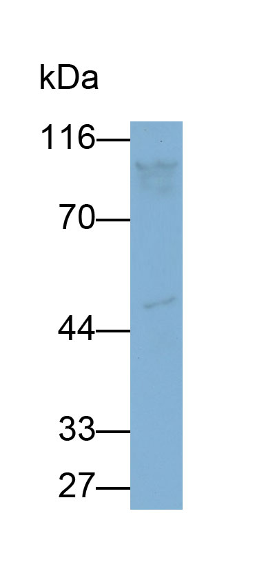 Polyclonal Antibody to Sex Determining Region Y Box Protein 7 (SOX7)