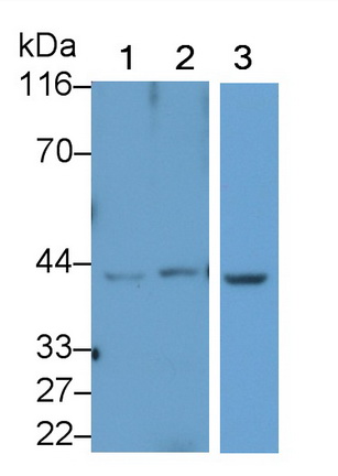 Polyclonal Antibody to Hydroxyacid Oxidase 1 (HAO1)