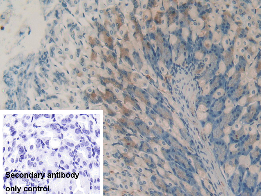 Polyclonal Antibody to Hydroxyacid Oxidase 1 (HAO1)