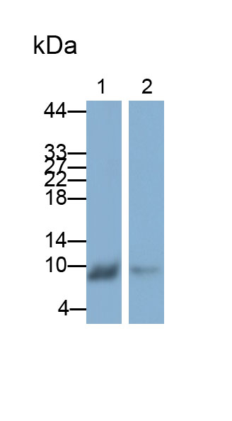 Polyclonal Antibody to Parvalbumin (PVALB)