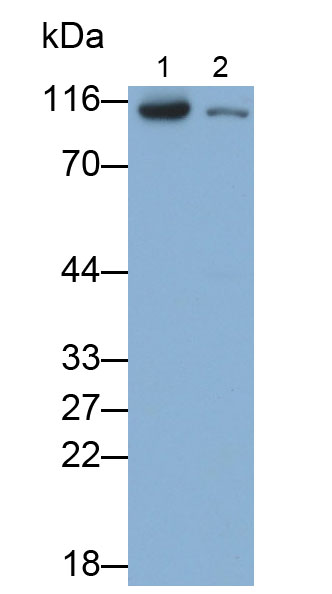 Polyclonal Antibody to Glycine Dehydrogenase (GLDC)