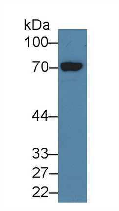 Polyclonal Antibody to Histidine Decarboxylase (HDC)