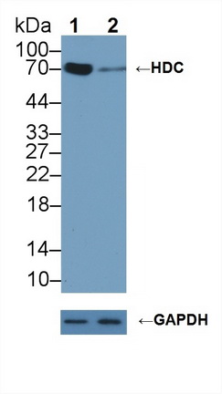 Polyclonal Antibody to Histidine Decarboxylase (HDC)