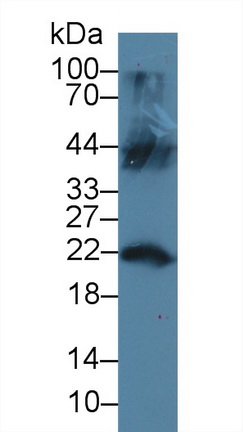 Polyclonal Antibody to Lipocalin 12 (LCN12)