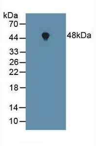 Polyclonal Antibody to Farnesyltransferase Alpha (FNTa)