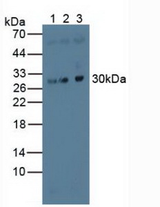 Polyclonal Antibody to Microtubule Associated Protein RP/EB Family, Member 1 (MAPRE1)