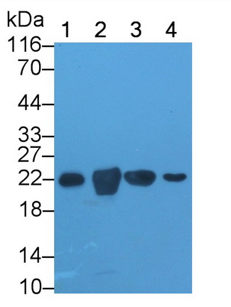 Polyclonal Antibody to Phosphatidylethanolamine Binding Protein 1 (PEBP1)