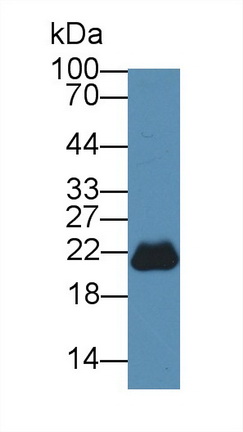 Polyclonal Antibody to Phosphatidylethanolamine Binding Protein 1 (PEBP1)