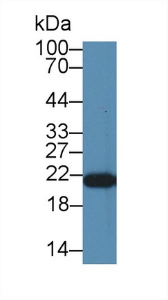 Polyclonal Antibody to Phosphatidylethanolamine Binding Protein 1 (PEBP1)