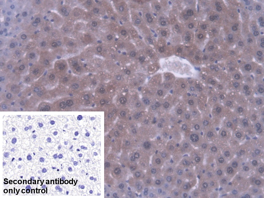 Polyclonal Antibody to Phosphatidylethanolamine Binding Protein 1 (PEBP1)