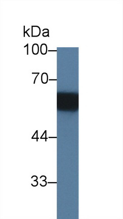 Polyclonal Antibody to Phosphoprotein Associated With Glycosphingolipid Microdomains 1 (PAG1)