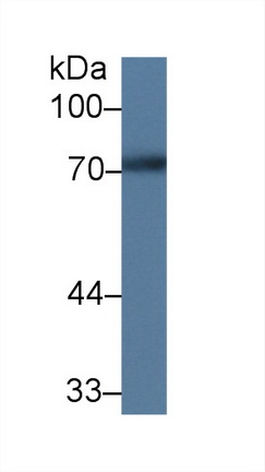 Polyclonal Antibody to Phosphoprotein Associated With Glycosphingolipid Microdomains 1 (PAG1)