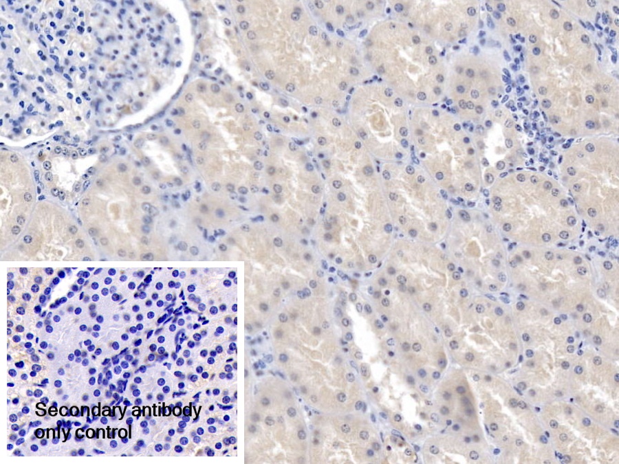 Polyclonal Antibody to Excitatory Amino Acid Transporter 4 (EAAT4)