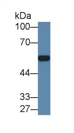 Polyclonal Antibody to Arylsulfatase A (ARSA)