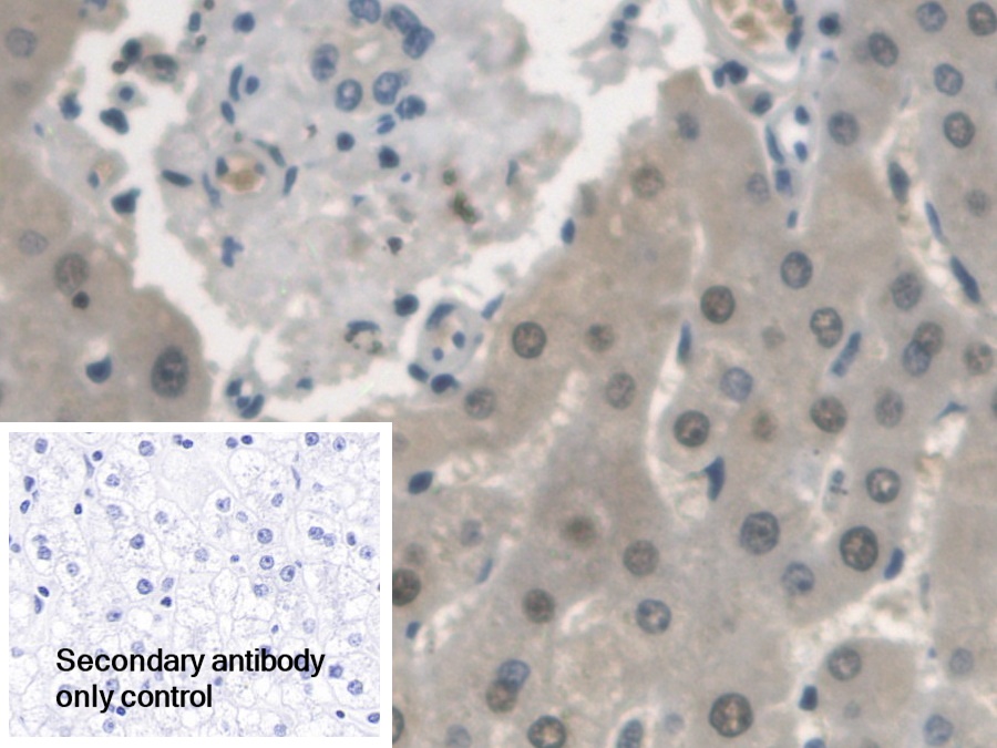 Polyclonal Antibody to Arylsulfatase A (ARSA)