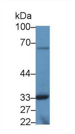 Polyclonal Antibody to Torsin 3A (TOR3A)