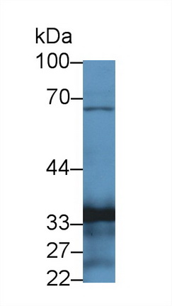 Polyclonal Antibody to Torsin 3A (TOR3A)