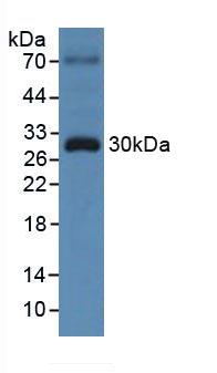 Polyclonal Antibody to Torsin 3A (TOR3A)