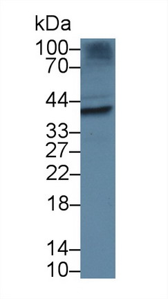 Polyclonal Antibody to Torsin 1B (TOR1B)