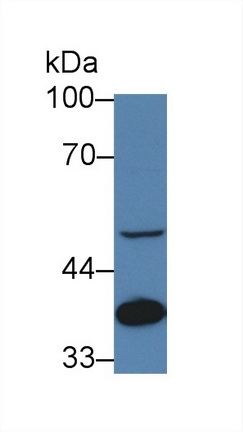 Polyclonal Antibody to Lens Epithelium Derived Growth Factor (LEDGF)