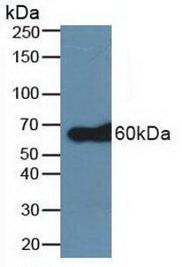 Polyclonal Antibody to TNF Receptor Associated Factor 6 (TRAF6)