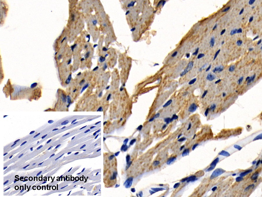 Polyclonal Antibody to TNF Receptor Associated Factor 6 (TRAF6)