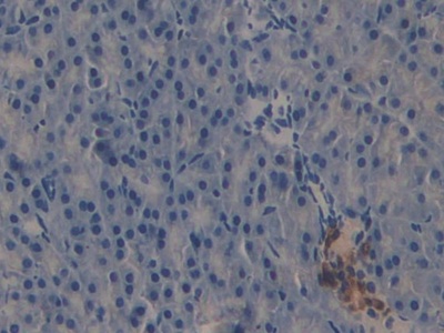 Polyclonal Antibody to TNF Receptor Associated Factor 2 (TRAF2)