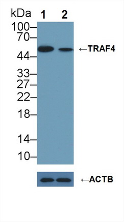 Polyclonal Antibody to TNF Receptor Associated Factor 4 (TRAF4)