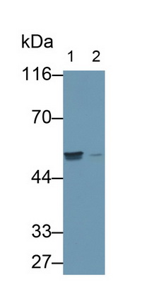 Polyclonal Antibody to TNF Receptor Associated Factor 4 (TRAF4)