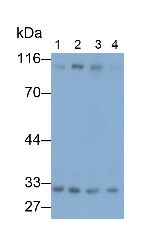 Polyclonal Antibody to Discs, Large Homolog 3 (DLG3)